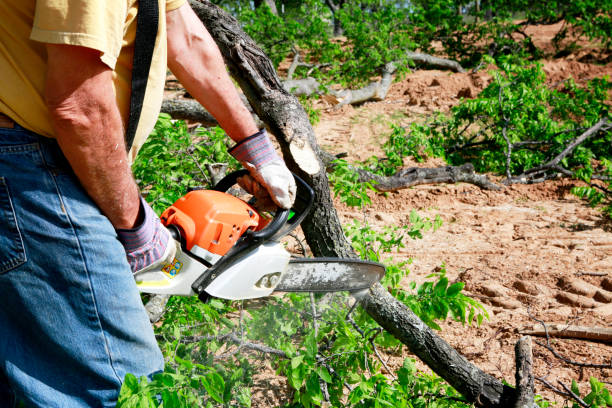 Best Arborist Services Near Me  in Hartford, MI